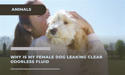 why is my dogs nipples leaking clear fluid|Female Dog Leaks Clear Fluid